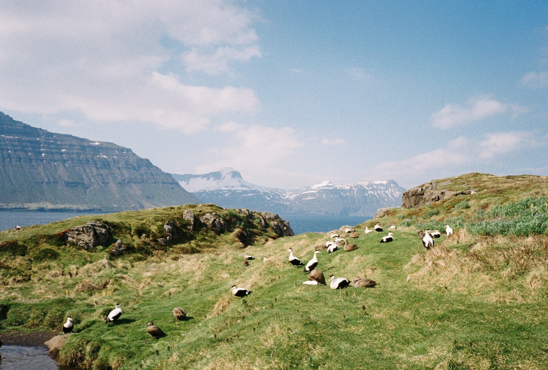 Æður a new eiderdown duvet company